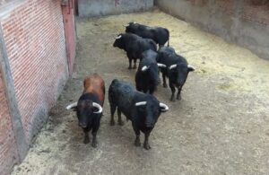 Sorteo. San Sebastián de los Reyes, domingo 1 de septiembre de 2019