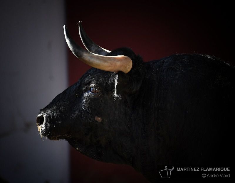 Los zalduendo aguardan a Ferrera, Juli y Aguado