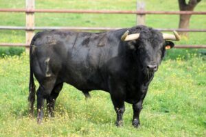 Toros de Zalduendo para el 14 de marzo de 2019 en Valencia