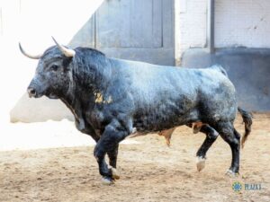 Sorteo. Madrid, domingo 8 de septiembre de 2019