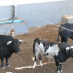 Toros encerrona Rubén Pinar en Albacete