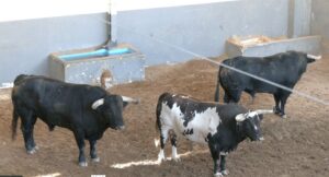 Toros encerrona Rubén Pinar en Albacete