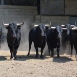 Toros de Palha para Arles