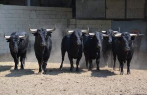 Toros de Palha para Arles