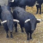 Sorteo, Dax, domingo 8 de septiembre de 2019