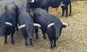 Sorteo, Dax, domingo 8 de septiembre de 2019