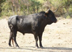Novillos de San Sebastián para la novillada de la Feria de la Vendimia de Nimes 2019.
