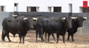 Sorteo. Albacete, sábado 14 de septiembre de 2019