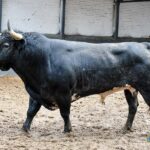 Orden de lidia. Madrid, domingo 15 de septiembre de 2019