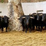 Sorteo. Murcia, domingo 15 de septiembre de 2019