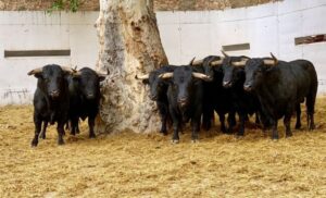 Sorteo. Murcia, domingo 15 de septiembre de 2019