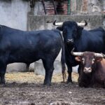 Sorteo. Salamanca, domingo 15 de septiembre de 2019