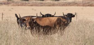 La rastrojera, el paraíso estival en El Carrizal