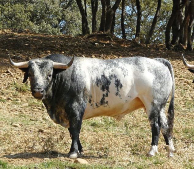 Zaragoza, el pilar de un año de ensueño