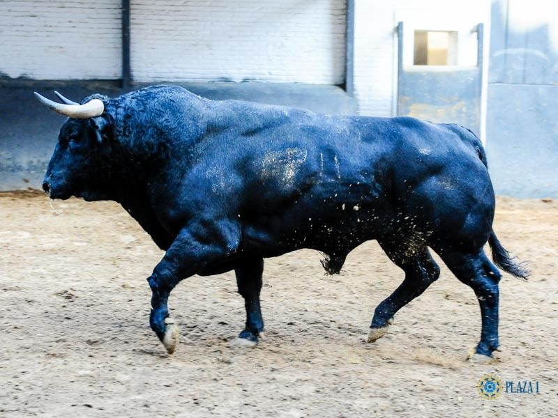 Nombres ilustres en la novillada de Fuente Ymbro para Madrid