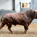 Sorteo. Madrid, domingo 29 de septiembre de 2019