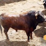 Sorteo. Sevilla, domingo 29 de septiembre de 2019