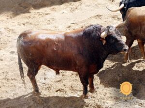 Sorteo. Sevilla, domingo 29 de septiembre de 2019