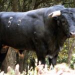 Sorteo. Corella, domingo 29 de septiembre de 2019