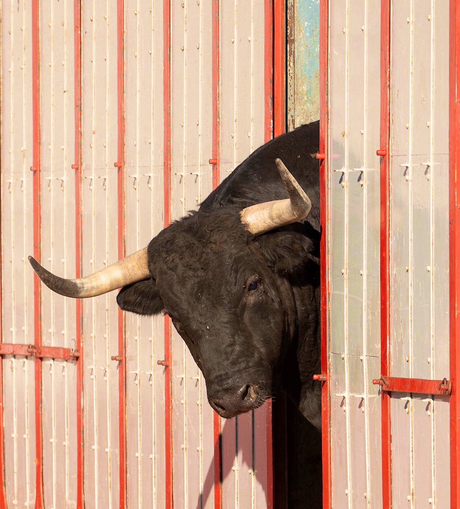 Salamanca celebra su tradicional desenjaule