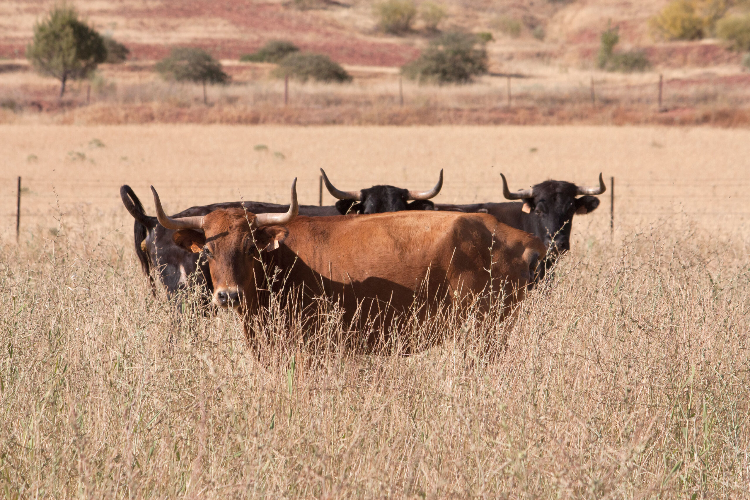La rastrojera, paraíso estival en El Carrizal