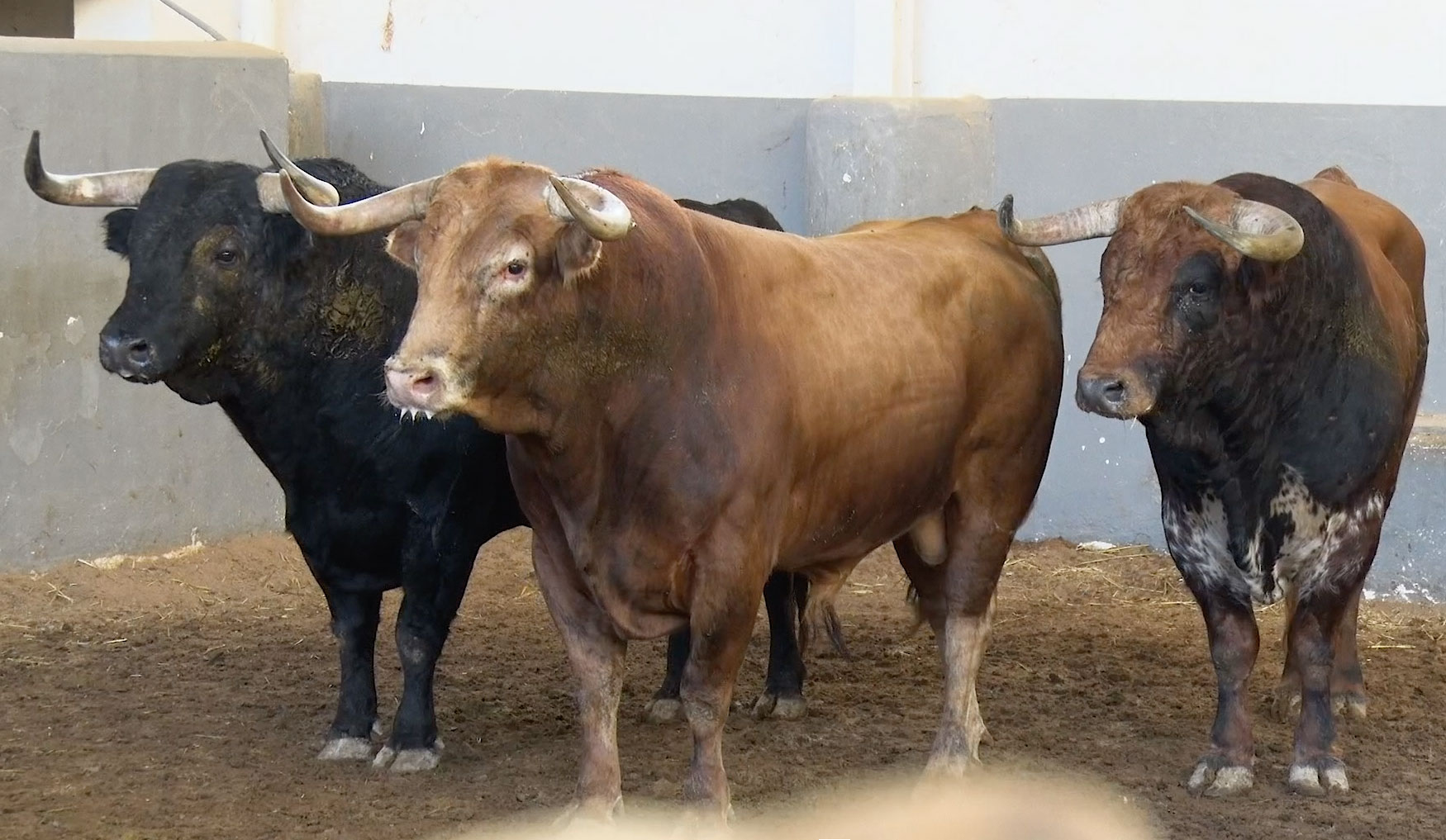 Salado, de Montalvo, abre plaza este martes en Albacete