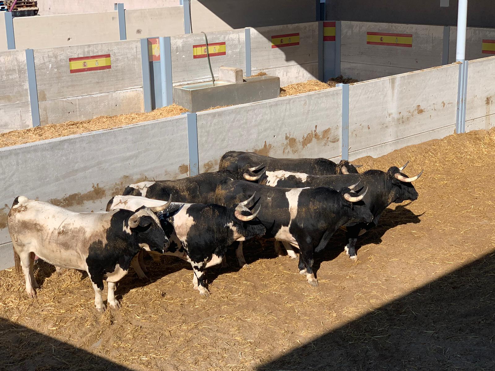 Los berrendos de Monteviejo para esta tarde en Villaseca de la Sagra