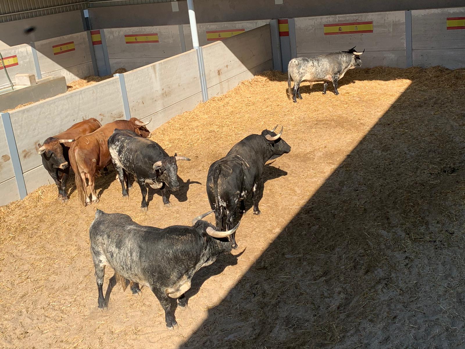 Un Sonámbulo de Cebada Gago abre plaza esta tarde en Villaseca