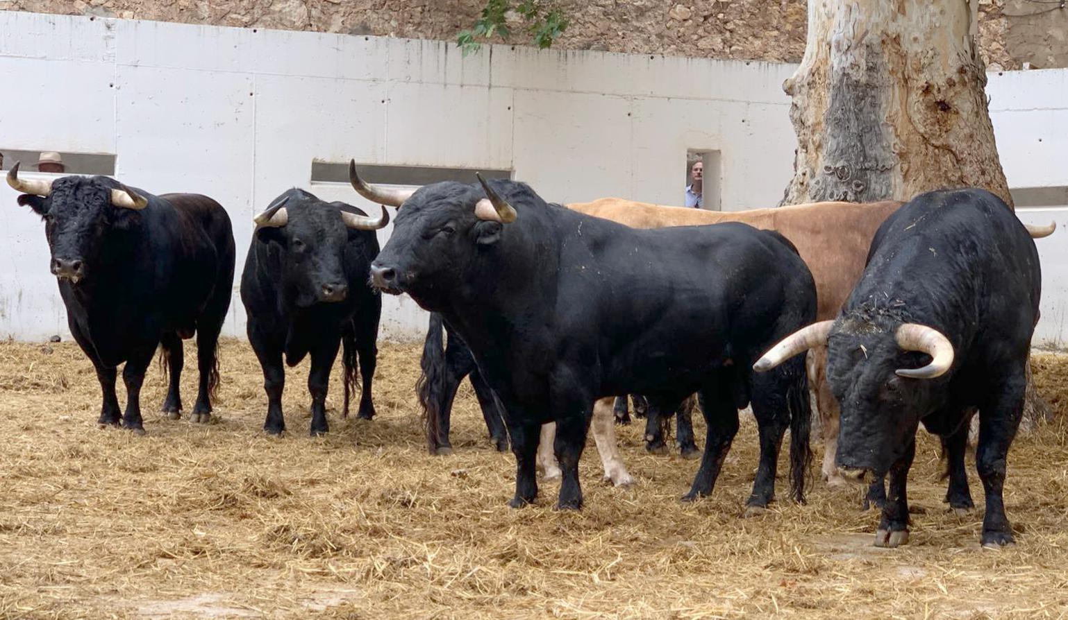 Seis toros de Victoriano del Río para esta tarde en Murcia