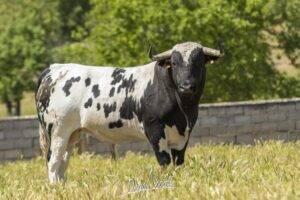 Toro de Galache reseñado para el próximo 12 de octubre en Calanda.