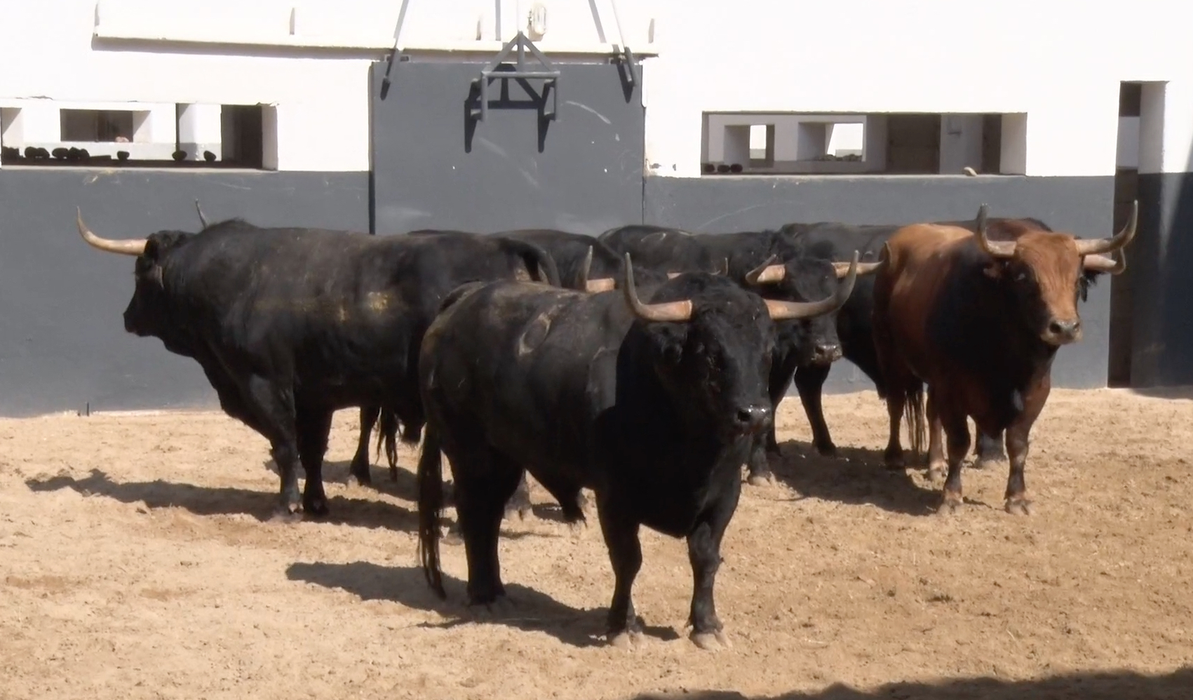 Golondrino, de Daniel Ruiz, abre plaza en Albacete