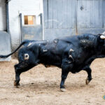 Madrid. Sábado, 5 de octubre. Orden de lidia.