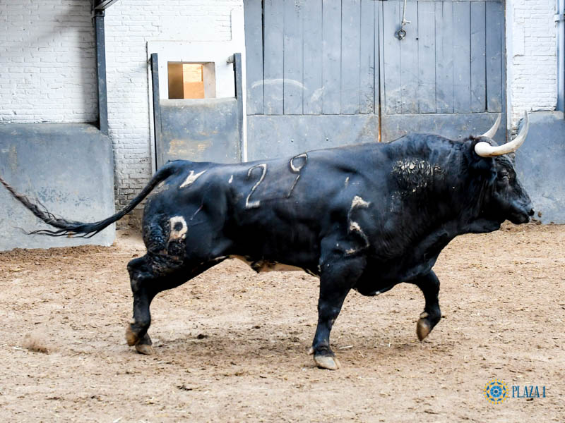 Madrid. Sábado, 5 de octubre. Orden de lidia.
