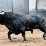 Sorteo. Madrid, sábado 12 de octubre de 2019