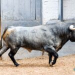 Madrid. Sábado, 5 de octubre. Orden de lidia.