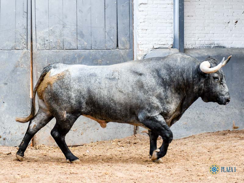 Madrid. Sábado, 5 de octubre. Orden de lidia.
