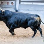 Madrid. Sábado, 5 de octubre. Orden de lidia.