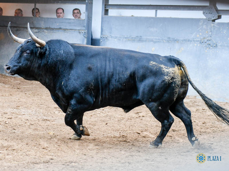 Madrid. Sábado, 5 de octubre. Orden de lidia.