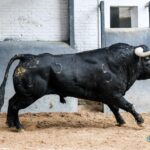 Sorteo. Madrid, sábado 12 de octubre de 2019