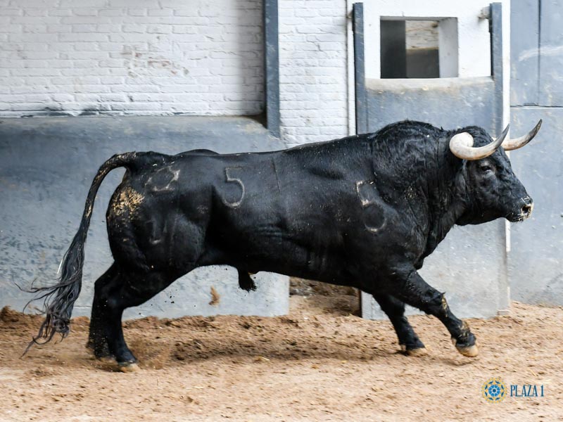 Sorteo. Madrid, sábado 12 de octubre de 2019