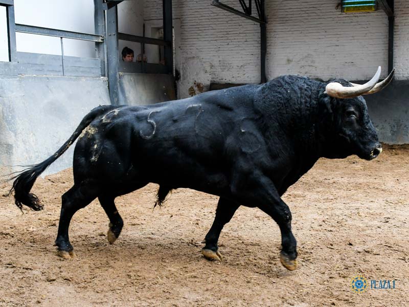 Sorteo. Madrid, sábado 12 de octubre de 2019