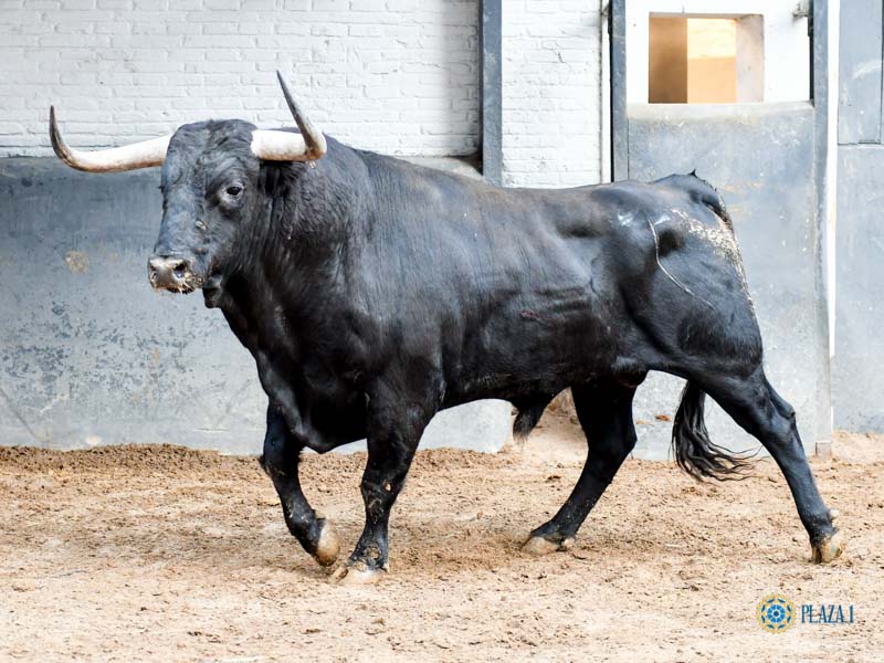 Madrid. Sábado, 5 de octubre. Orden de lidia.