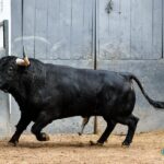 Sorteo. Madrid, sábado 12 de octubre de 2019