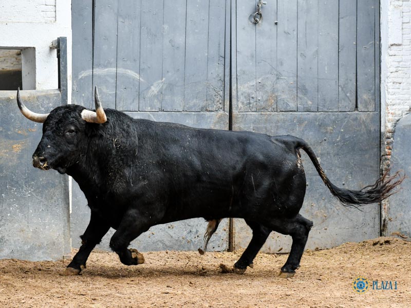 Sorteo. Madrid, sábado 12 de octubre de 2019