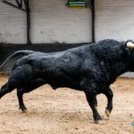 Sorteo. Madrid, sábado 12 de octubre de 2019