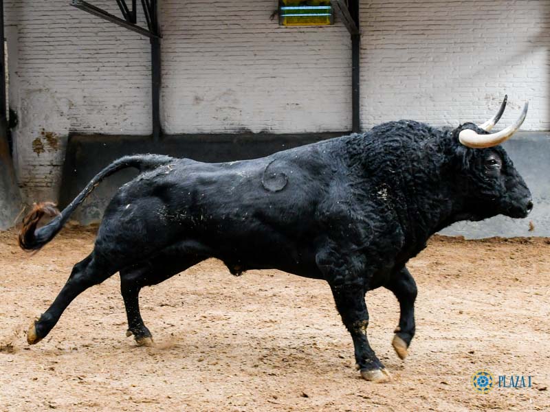 Sorteo. Madrid, sábado 12 de octubre de 2019