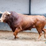 Madrid. Sábado, 5 de octubre. Orden de lidia.