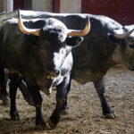 Sorteo. Zaragoza, 9 de octubre de 2019