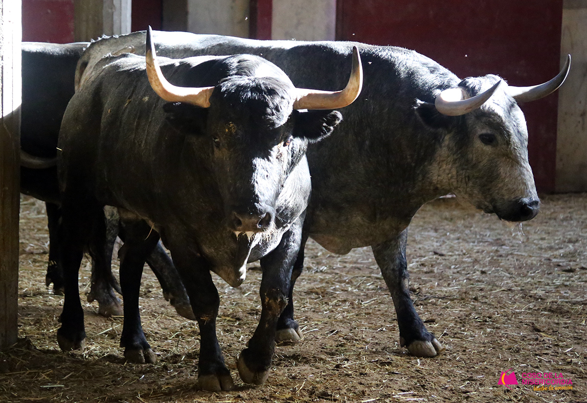 Sorteo. Zaragoza, 9 de octubre de 2019