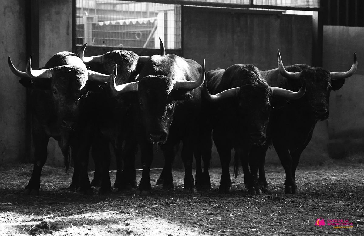 Sorteo. Zaragoza, 9 de octubre de 2019